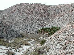Palms at Anza Borrego