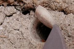 trapdoor spider