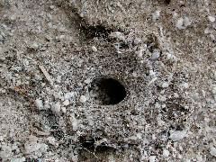filistatid web