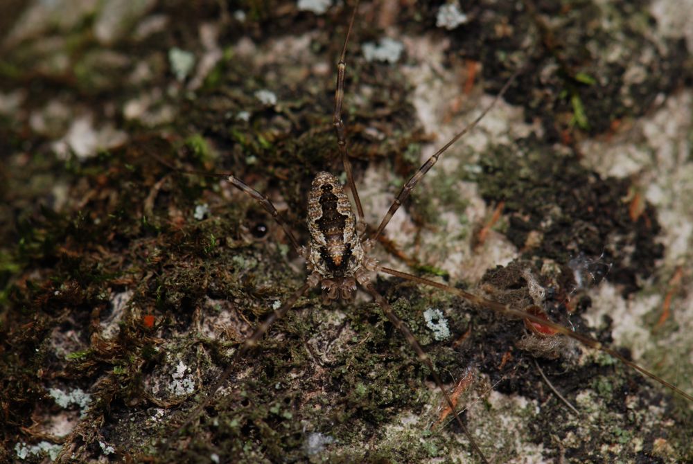 Odiellus pictus - in habitat, VA
