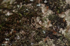 Odiellus pictus - in habitat, VA