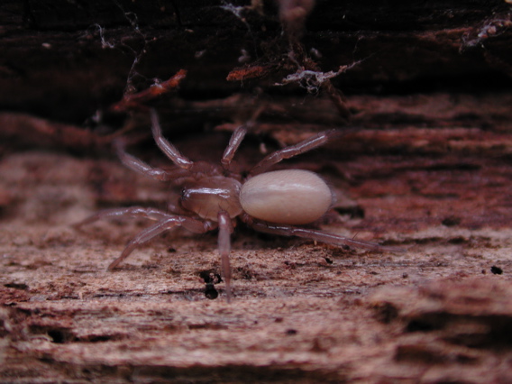Cicurina (F. Dictynidae)