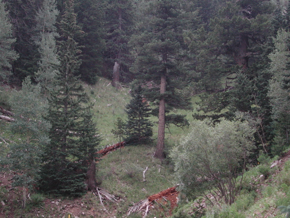 Sacramento Mountains, nice Sclerobunus habitat