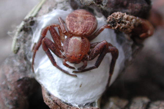 Xysticus with eggsac