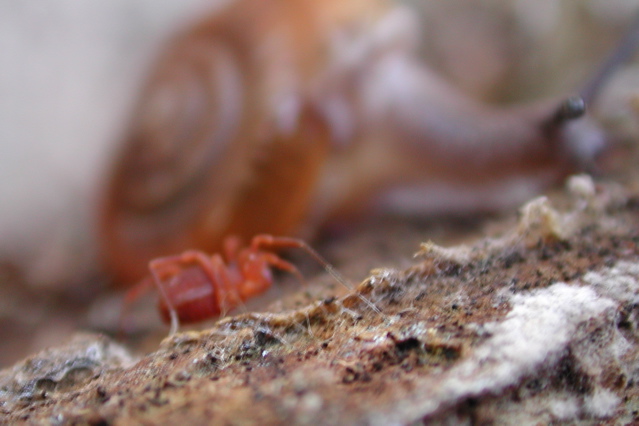 Sclerobunus & snail