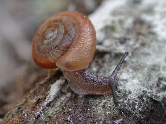 terrestrial snail, Jemez Mountains