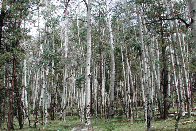 quaking aspen