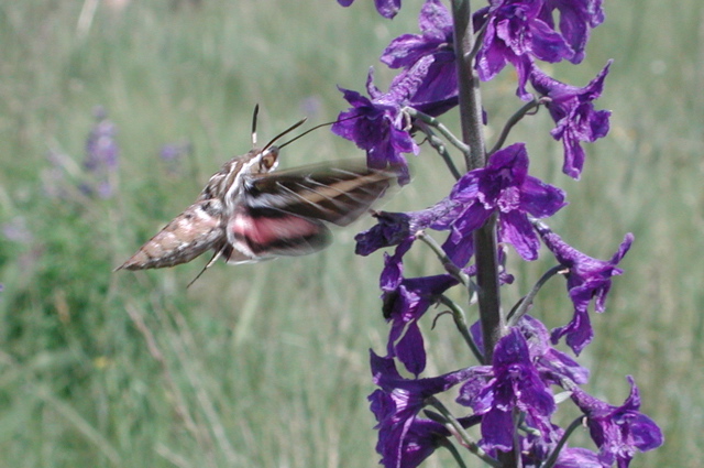 pollinating Hyles