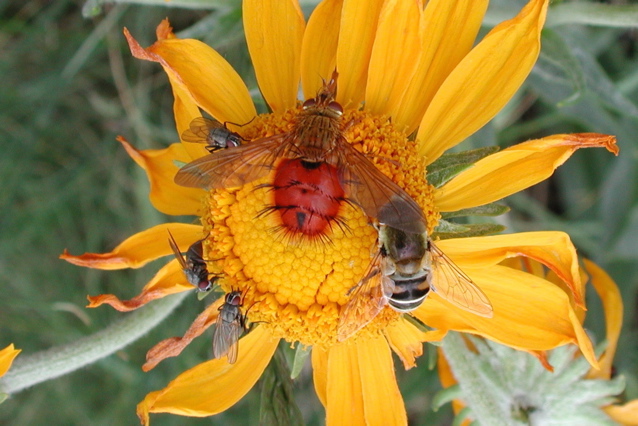 flies on sunflower