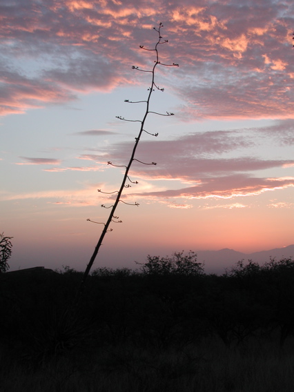 sunrise at Kartschner Caverns