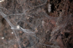 Euagrus (F. Dipluridae) spiderlings