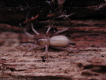 Cicurina (F. Dictynidae)
