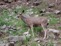 large mammal