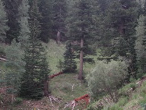 Sacramento Mountains, nice Sclerobunus habitat