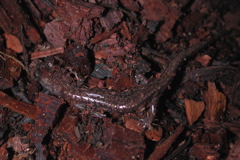 Aneides hardii