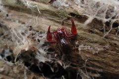pseudoscorpion