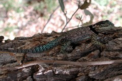Sceloporus jarrovi