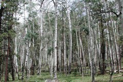 quaking aspen