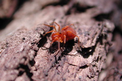 Sclerobunus robustus robustus