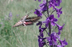 pollinating Hyles