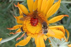 flies on sunflower