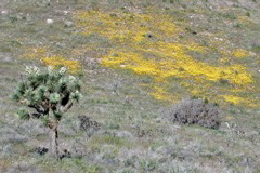 joshua tree with poppies