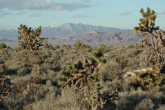 central NV