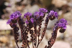 ahhh...more flowers