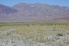DV wildflowers