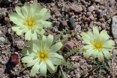 ahhh....flowers
