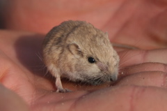mammal