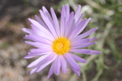aster