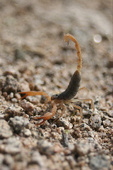 arachnids rule!!!