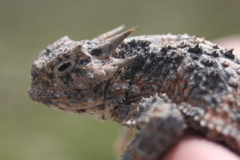 Phrynosoma