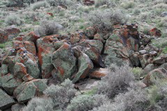 lichen on basalt