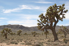 nice J trees