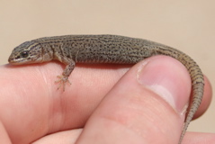 Xantusia
