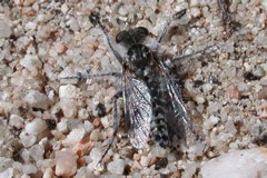 asilid fly