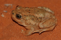 spadefoot 
