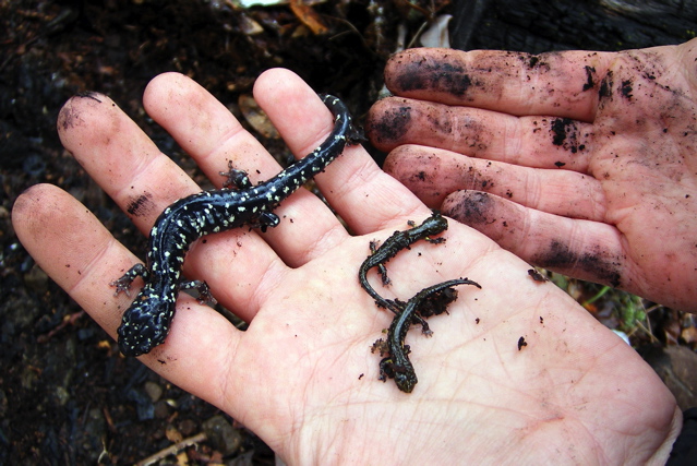 Aneides flavipunctatus, with young