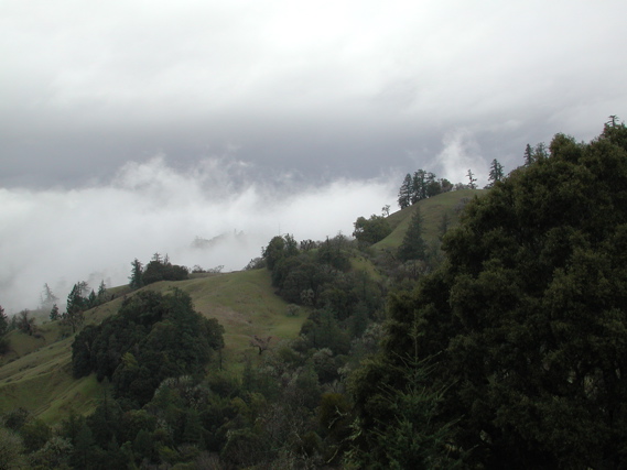 the mystical Humboldt county......