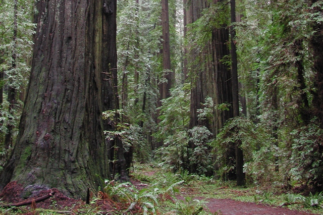 Founder's Grove