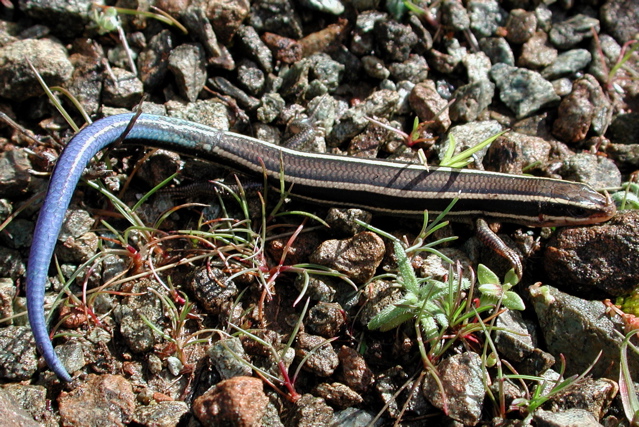 Eumeces skiltonianus (phylogeographic unit B)