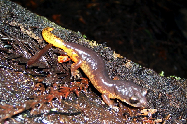 Ensatina eschscholtzii oregonensis