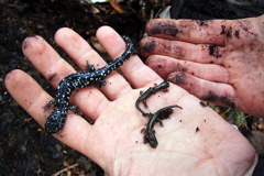 Aneides flavipunctatus, with young