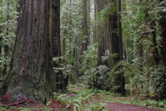 Founder's Grove