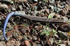 Eumeces skiltonianus (phylogeographic unit B)