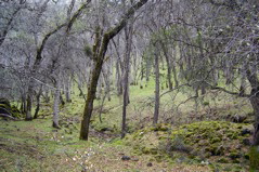medieval looking woodlands