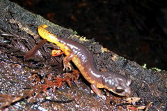 Ensatina eschscholtzii oregonensis
