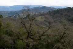 oak woodlands near Oakville